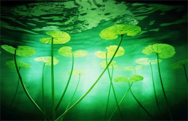 Photograph Chris Frazer Smith Water Lilies on One Eyeland